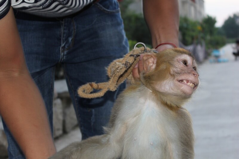 Monkey Terrified in Chinese Circus Training