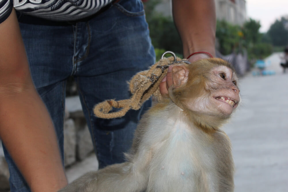 Bear Cubs, Lions Hit, Chained and Deprived in the Chinese Circus Industry