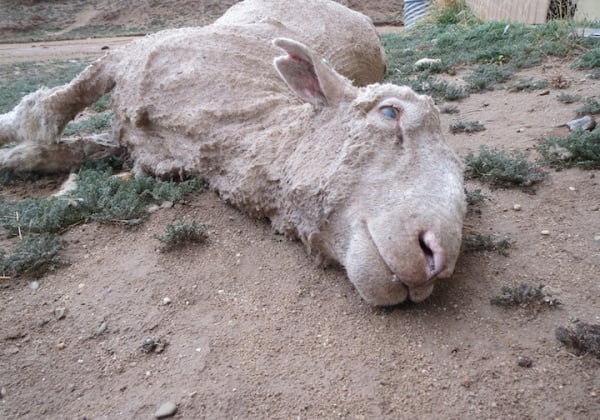 Investigations Show Sheep Killed, Punched, Stamped on and Cut for Wool