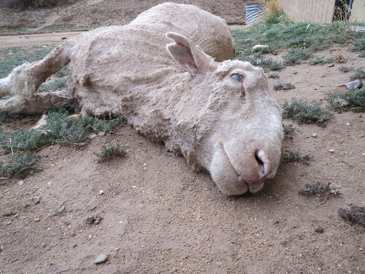 Investigations Show Sheep Killed, Punched, Stamped on and Cut for Wool