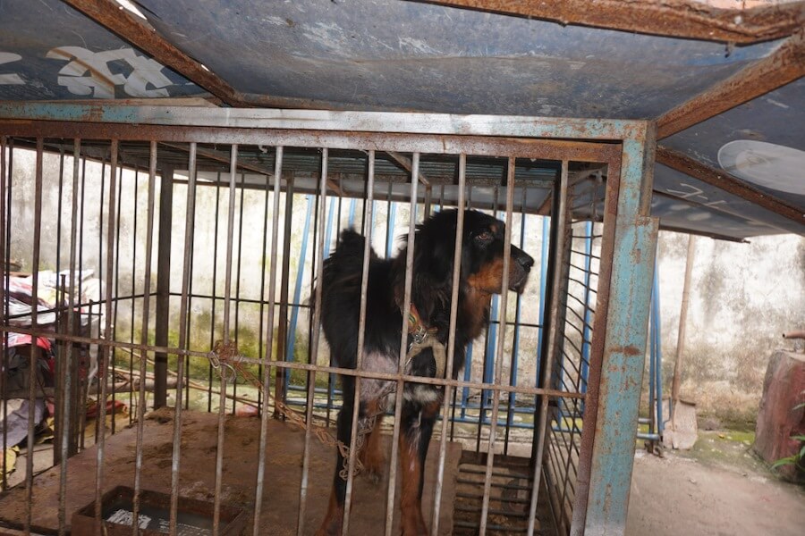 Dog in Chinese Circus