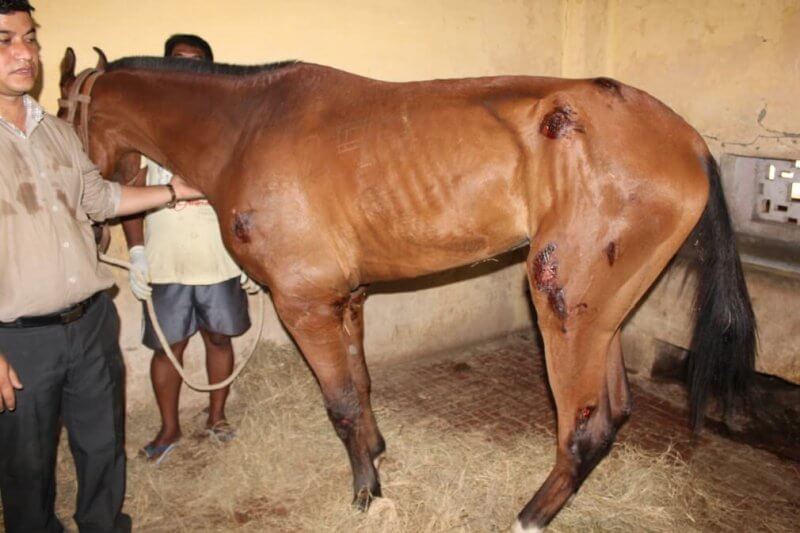 horse used for antitoxin in India research