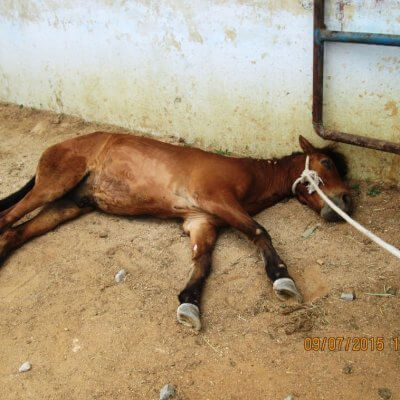 India horse serum investigation