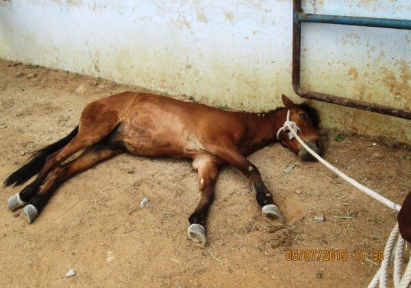 Help Shut Down Cruel Horse Facilities in India