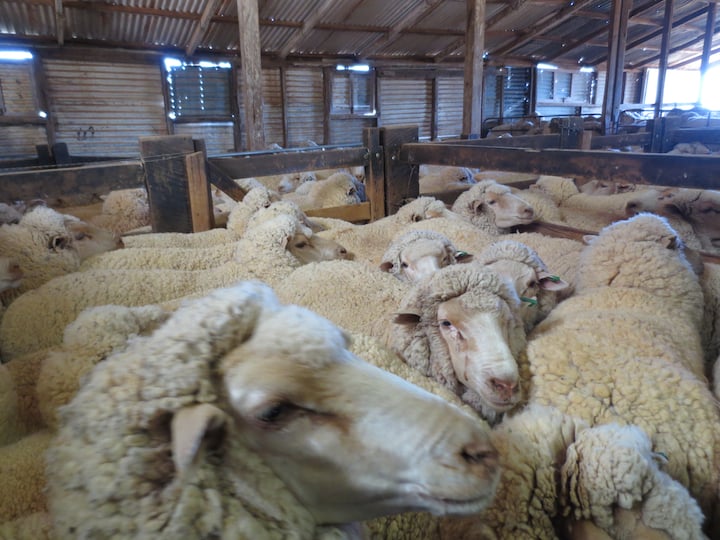 sheep crammed into a shed