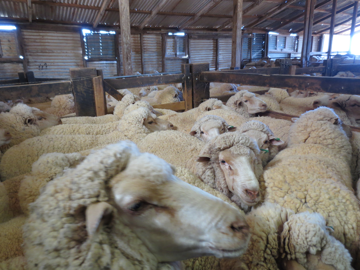 Live Export: Australia’s Shame – You Can Help Stop It