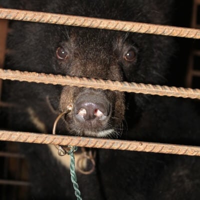 Bear in circus with pierced snout