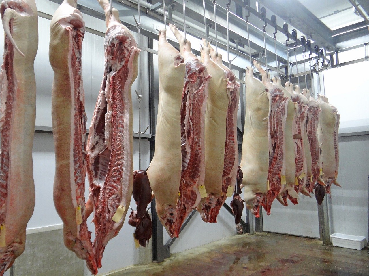 Melbourne’s Meat Industry COVID-19 Cluster Shows How Dangerous Abattoirs Are