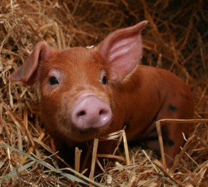 cute pig