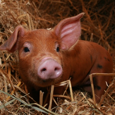 cute pig