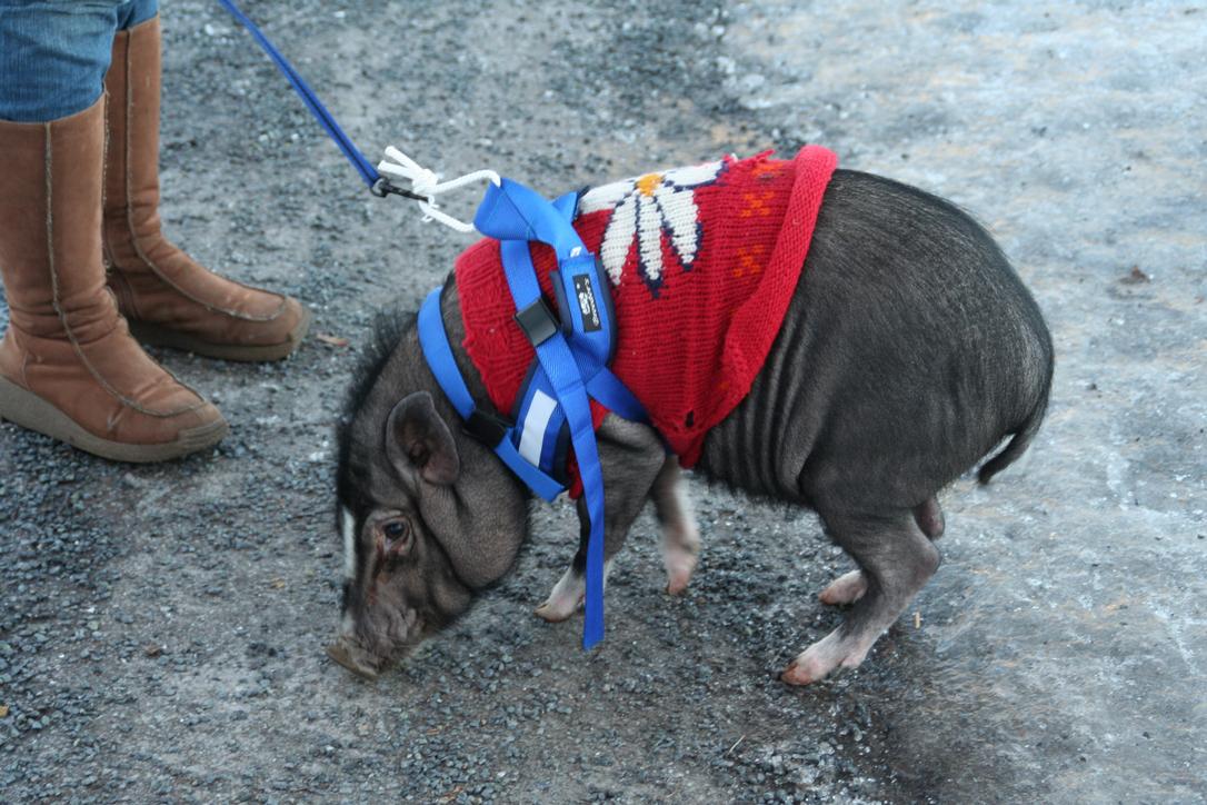 Pig on a leash going for a walk.