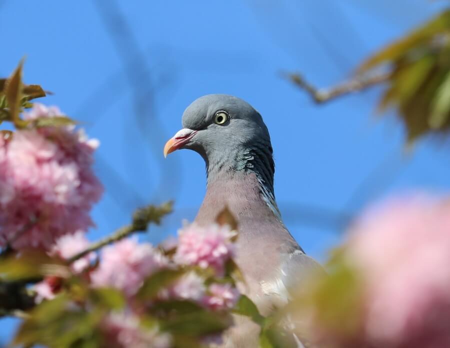 RESCUED: Pigeon in New Zealand Saved From Potentially Losing Foot