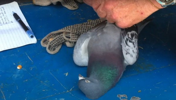 A pigeon used for racing.