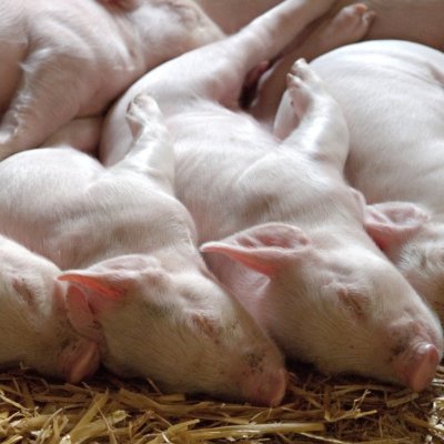 Pigs spooning.