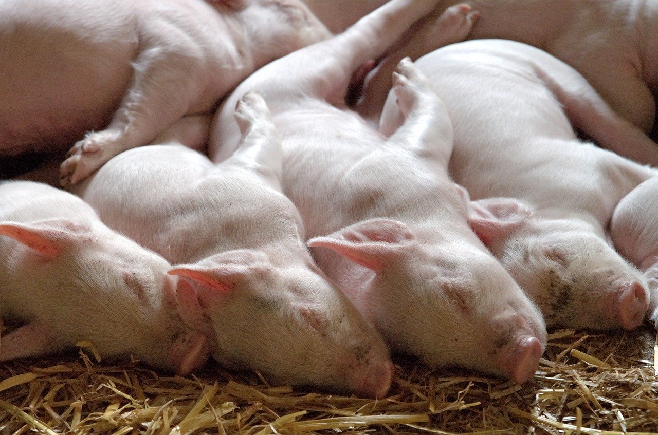 Pigs spooning.