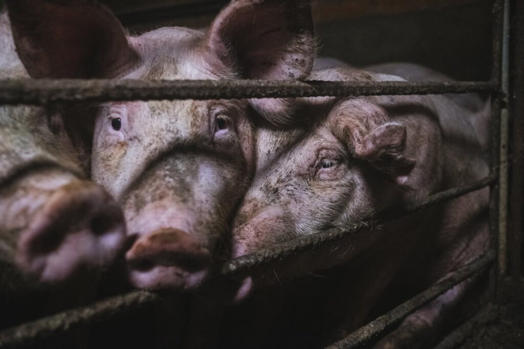 Pigs on a factory farm