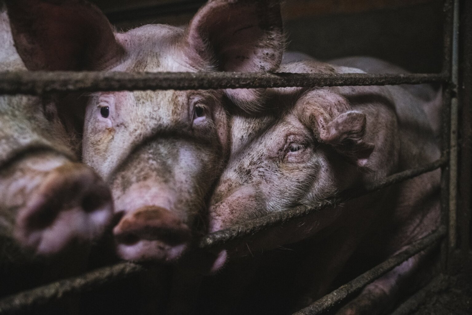 Japanese Encephalitis Outbreak in Australian Piggeries News PETA