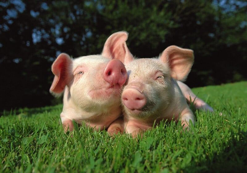 PETA Asks for Pig-Free Meals as Peppa takes the stage at Sydney Opera House