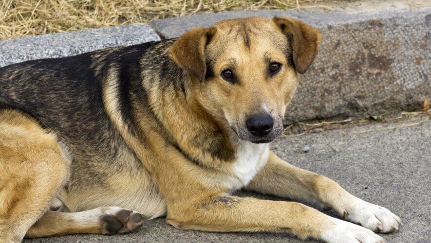 Dogs and Cats Are Set on Fire, Shot, and Poisoned in Morocco – Take Action Now