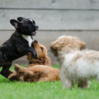 dogs playing