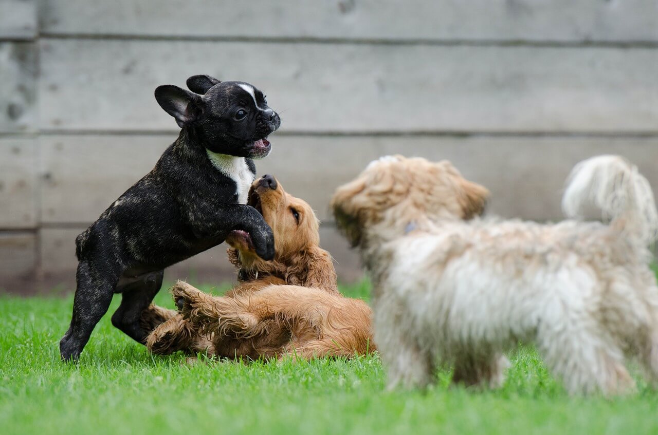 dogs playing