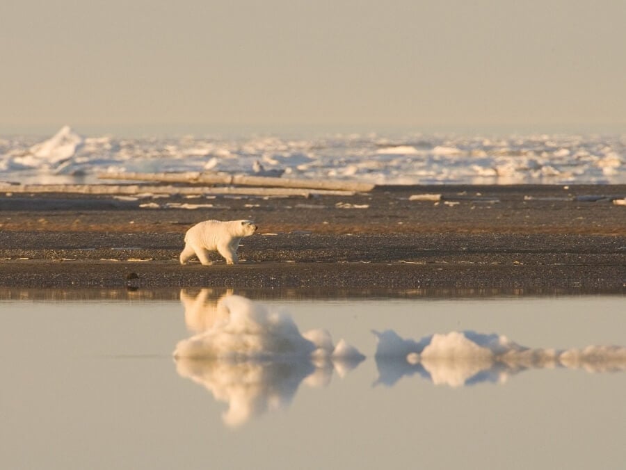 Polar Bear Climate Change