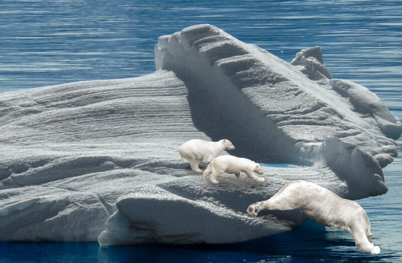 Polar Bears Jumping into Water