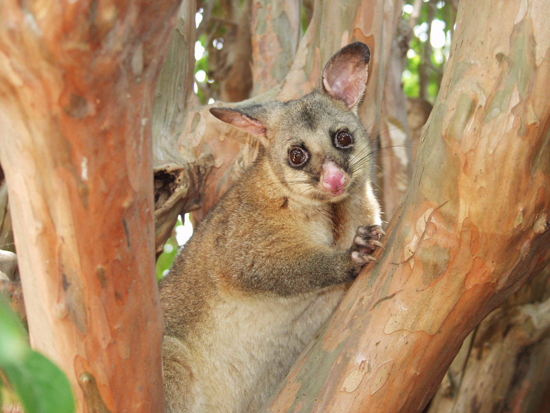 Living in Harmony With Wildlife - PETA Australia
