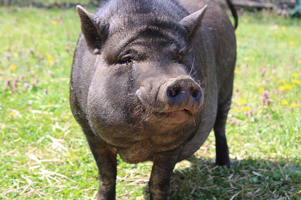 a pot bellied pig
