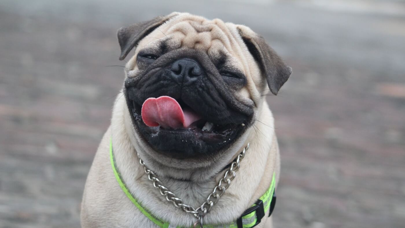 a pug panting