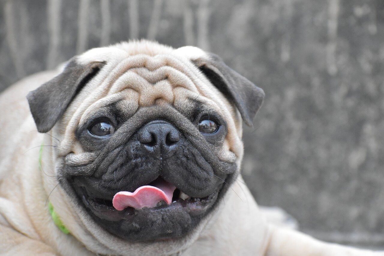 a pug breathing heavily