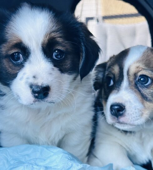 Images of two puppies in a carrier awaiting their vaccination