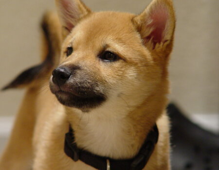 cute puppy