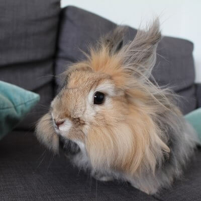 angora rabbit