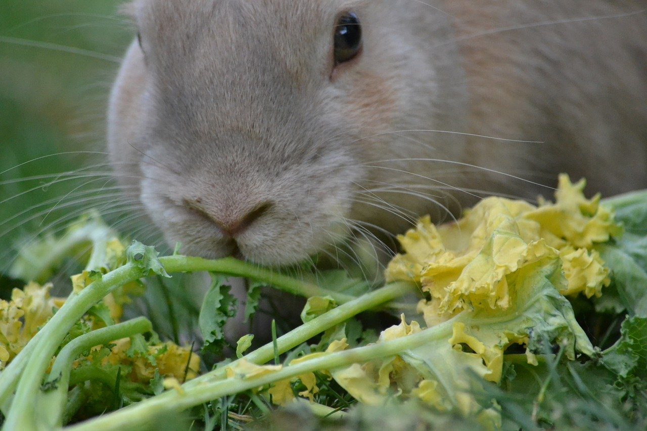 Rabbit with kale