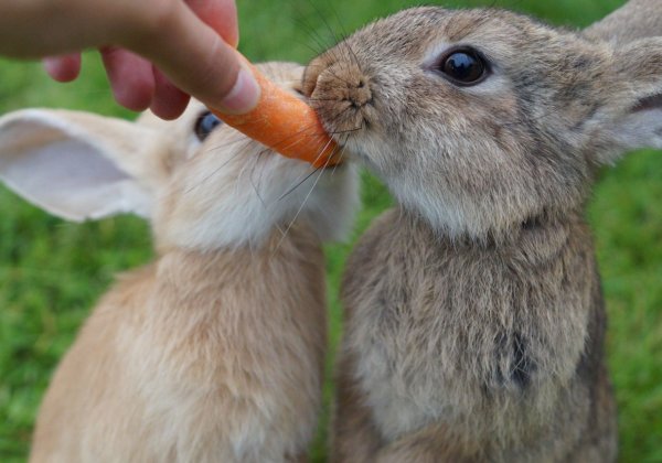 Avocado, Cereal & Other Foods You Should Never Feed Rabbits
