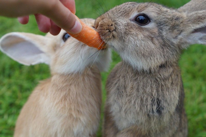 How to Keep Rabbit and Rodent Companions Cool in Summer PETA Australia