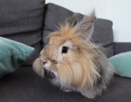 an angora rabbit