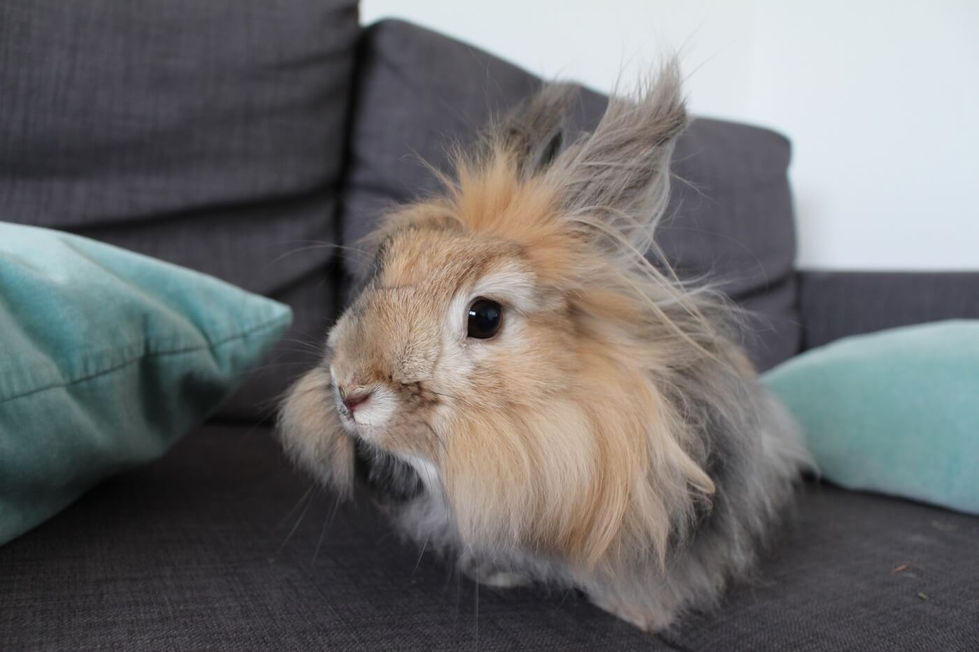 an angora rabbit