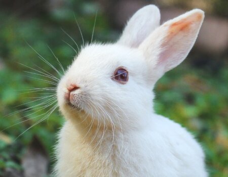 a white rabbit