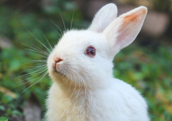 a white rabbit