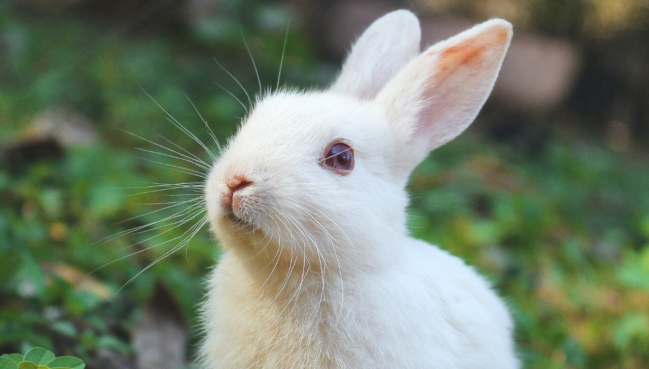 Great News for Rabbits! American Vintage Bans Angora