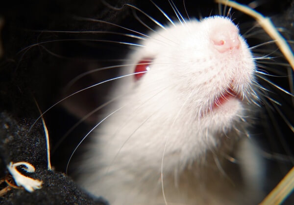 Whistle-Blower Reveals That Live Rats Were Crushed to Death at Notorious Experimenters’ Laboratory