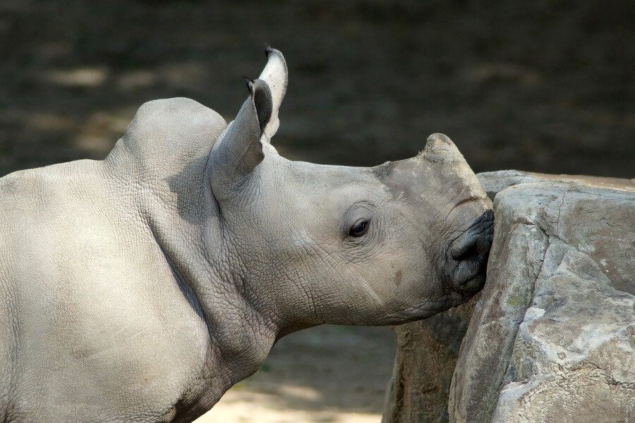 Baby White Rhino