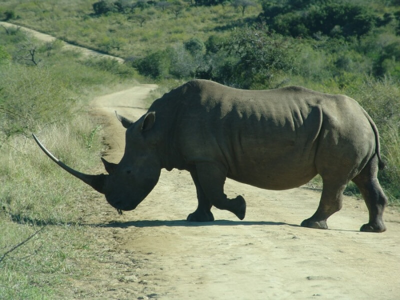 white rhino with long horn