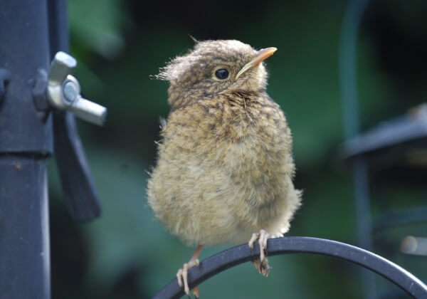 How to Help Injured Wildlife