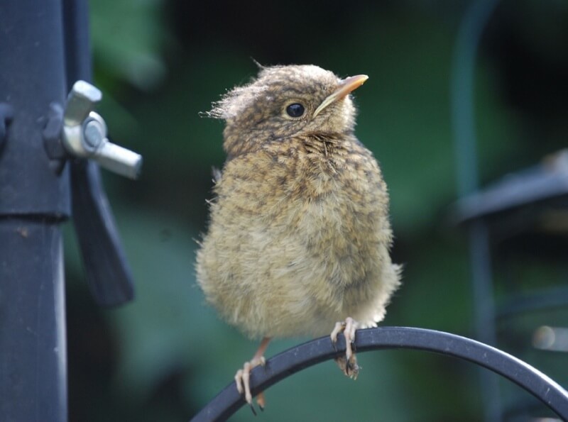 Fledgling