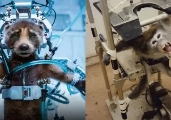 ‘Guardians of the Galaxy Vol 3’ Exposes the Evils of Animal Testing