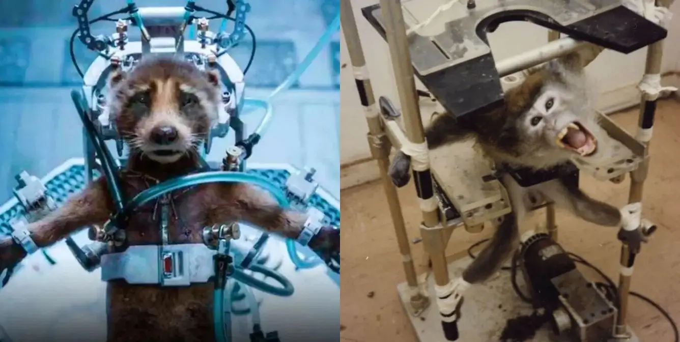‘Guardians of the Galaxy Vol 3’ Exposes the Evils of Animal Testing