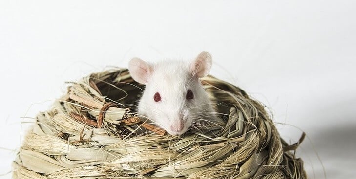 A photo of a mouse.